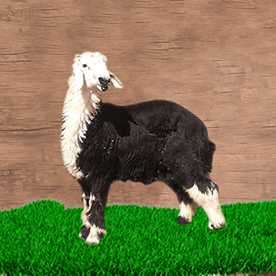 خروف نجدي